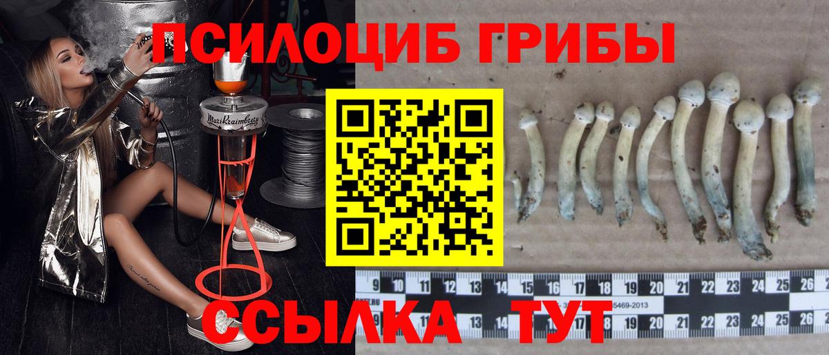Псилоцибиновые грибы ЛСД Горно-Алтайск